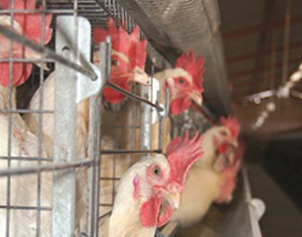Brandfort Poultry Project